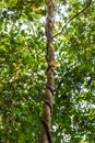 Close-Up of Strangler Fig Tree Embracing and Cutting in Tree Trunk in Rainforest, Queensland, Australia Royalty Free Stock Photo