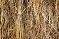 Close up of straw background texture. Concept image. Peaceful nature