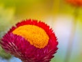 Close up Straw Flower Helichrysum with nature blurry