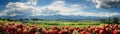 A close up of strawberries in the foreground with a panorama of fields of rows of strawberry bushes Royalty Free Stock Photo