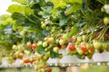 Red strawberries on vine Royalty Free Stock Photo