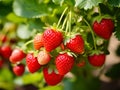 A close up of strawberries on the vine Royalty Free Stock Photo