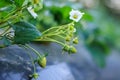 strawberry blossom, White strawberry flowers with green leaves in the garden Royalty Free Stock Photo