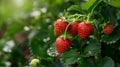 Close up of a strawberry bush with a garden background and copy space