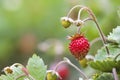 Close-up of strawberry bush with small green and big red ripe de Royalty Free Stock Photo
