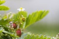 Close-up of strawberry bush with small green and big red ripe de Royalty Free Stock Photo