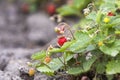 Close-up of strawberry bush with small green and big red ripe delicious berries lit by summer sun on blurred dark soil background. Royalty Free Stock Photo
