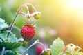 Close-up of strawberry bush with small green and big red ripe delicious berries lit by summer sun on blurred dark soil background Royalty Free Stock Photo