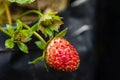 close-up of strawberry diseased Royalty Free Stock Photo