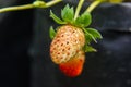 close-up of strawberry diseased Royalty Free Stock Photo