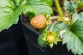 Close-up of strawberry diseased Royalty Free Stock Photo