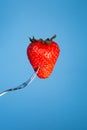 Strawberry on a fork with blue background Royalty Free Stock Photo