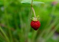 Close up of strawberry on green grass in sunny summer day Royalty Free Stock Photo