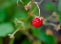 close up of strawberry on green grass in sunny summer day Royalty Free Stock Photo