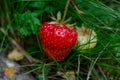 close up of strawberry on the green grass on sunny summer day Royalty Free Stock Photo