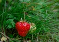 Close up of strawberry on the green grass in sunny summer day Royalty Free Stock Photo