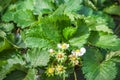 Close up Strawberry green leaf growing in farm garden with dew cold weather background