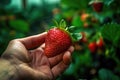 close-up of strawberry in hand Royalty Free Stock Photo