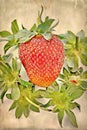 Strawberry ,one of the most delicious fruits of summer season.