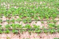 Close up strawberry terrace plantation farm on background