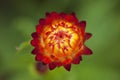 Close up strawflower