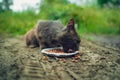 Homeless pussycat eats dry food from plate on street. Close up of stray cat eating useful pet food. Concept of animal Royalty Free Stock Photo