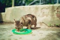 Homeless pussycat eats dry food from plate on street. Close up of stray cat eating useful pet food. Concept of animal Royalty Free Stock Photo