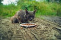 Close up of stray cat eating useful pet food. Concept of animal care.