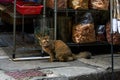 Close up of a stray cat in front of a street dry goods store in Hong Kong
