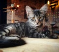 Close-up of stray cat in Istanbul