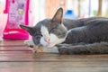 Close-up Stray Cat Peaceful Sleeping on the Wood Table Royalty Free Stock Photo