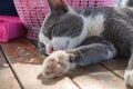 Close-up Stray Cat Peaceful Sleeping on the Wood Table Royalty Free Stock Photo