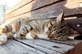 Close up of stray cat sleeping on wooden bench outside on a city street. Soft blurred, selective focus Royalty Free Stock Photo