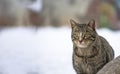 Close-up stray cat with snow scene in background in winter Royalty Free Stock Photo