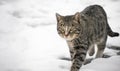 Close-up stray cat with snow scene in background in winter Royalty Free Stock Photo