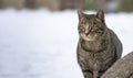 Close-up stray cat with snow scene in background in winter Royalty Free Stock Photo