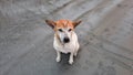 Close up of stray dog with poorly ear in bad general health.