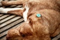 Close-up of a stray dog with a vaccination chip on his ear sleeps on the street