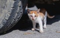 Close up stray skinny orange kitten under car with scars on face