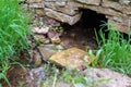 Close - up of a stream of clean water in the grass from an underground source, a spring