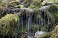 Close up of a stream flowing through the moss and tree roots of a wooded area