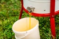 Close up of a stream of fresh honey flows from the honey extractor into the white bucket. Beekeeping