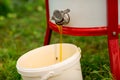 Close up of a stream of fresh honey flows from the honey extractor into the white bucket. Beekeeping