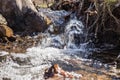 Close-up of a streamlet in the forest Royalty Free Stock Photo