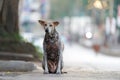Close up of street dogs sitting on road, indian street dog has skin diseases, Skin Diseased Indian Street Dog Standing On Road And