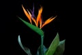 Close-up of strelitzia bird of paradise flower on the black background Royalty Free Stock Photo