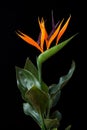 Close-up of strelitzia bird of paradise flower on the black background Royalty Free Stock Photo