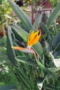 Close-up strelitzia or bird of paradise plant yellow flower bud on green leaves background Royalty Free Stock Photo