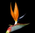 Close up of Strelitzia reginae is a monocotyledonous flowering plant indigen Royalty Free Stock Photo