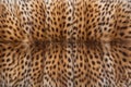 close-up on a stretched cheetah hide with distinct fur texture